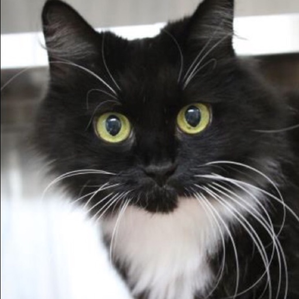 Meet your Posher, Elsa